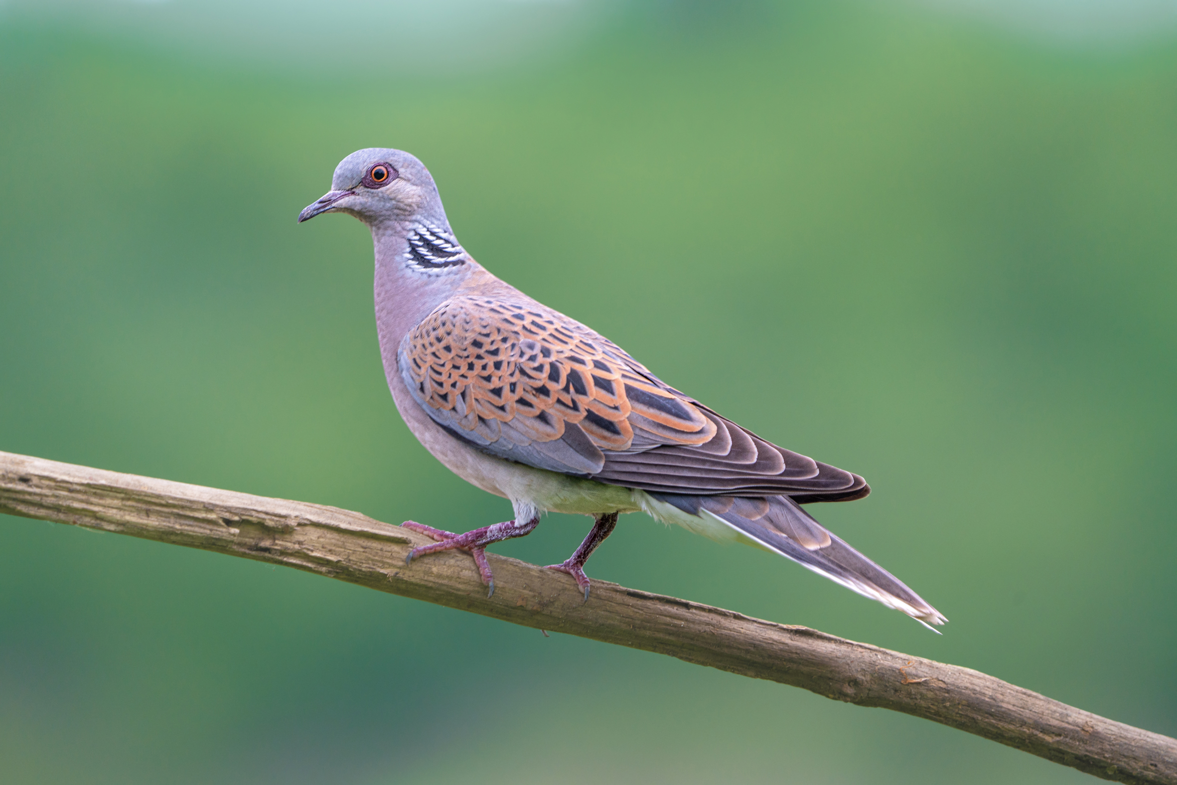 UK wildlife suffering 'downward pattern of decline' in biodiversity, review  says, as it identifies species like turtle dove and hazel dormouse in  danger, Climate News
